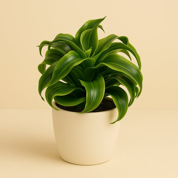 Dracaena Tornado 22cm im 12cm Topf
