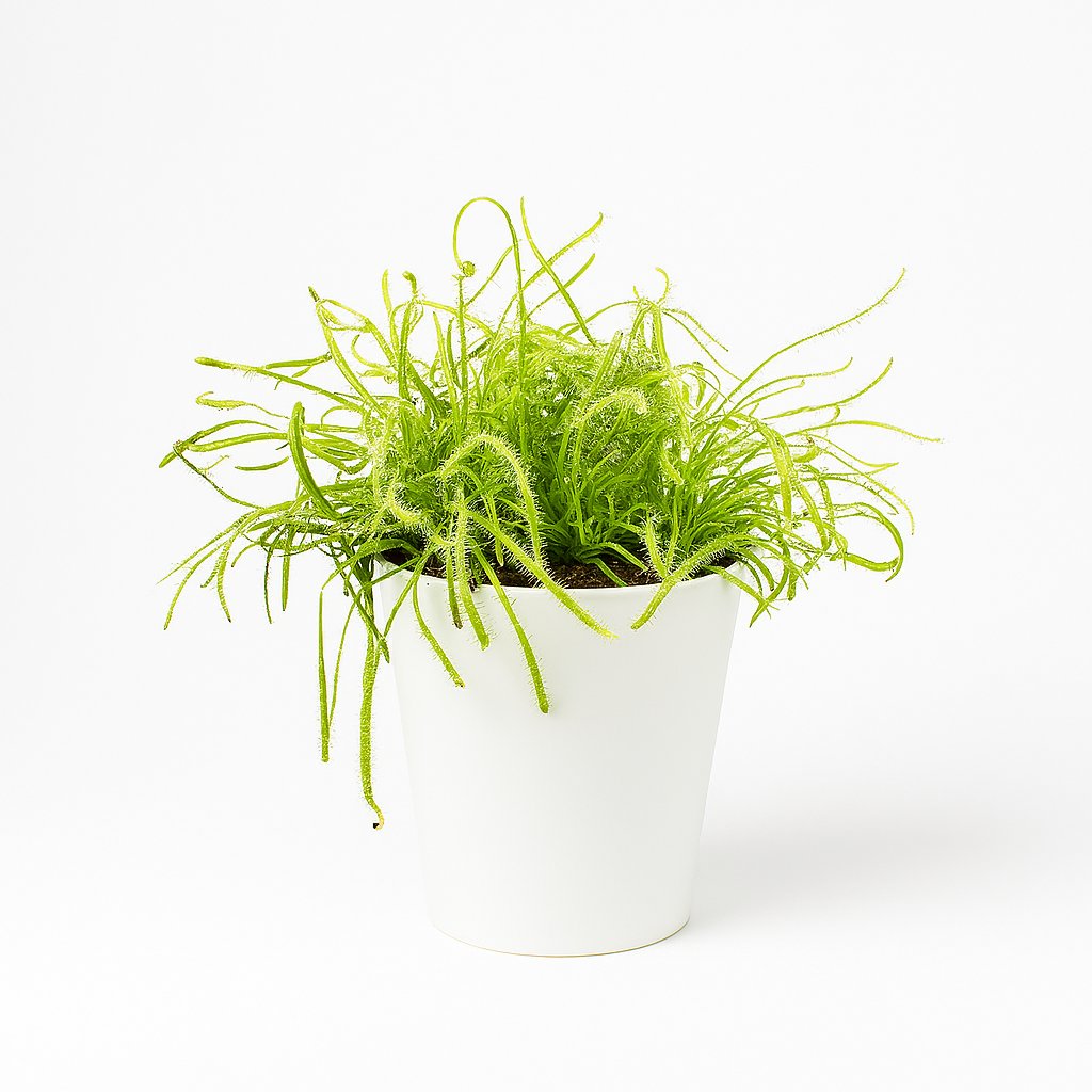 Drosera Capensis - 17cm