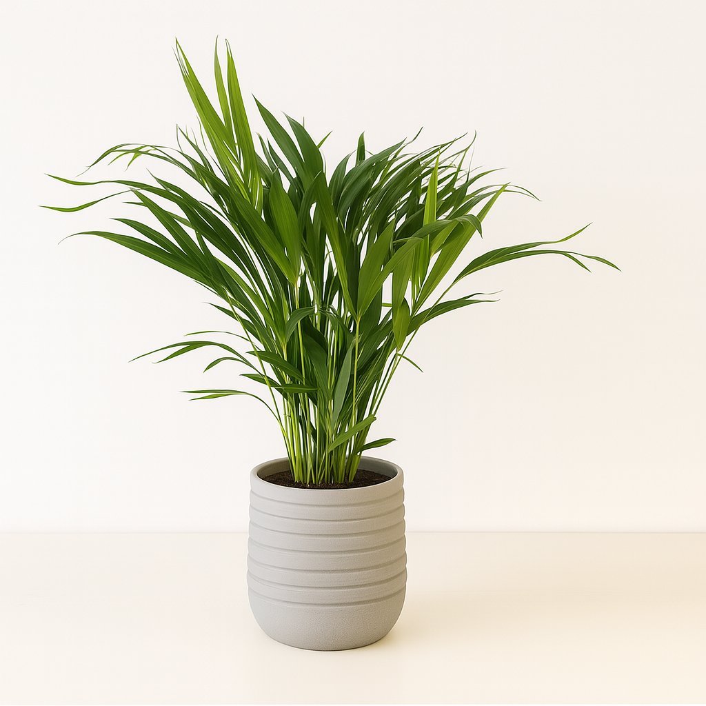 Dypsis Lutescens - 60cm