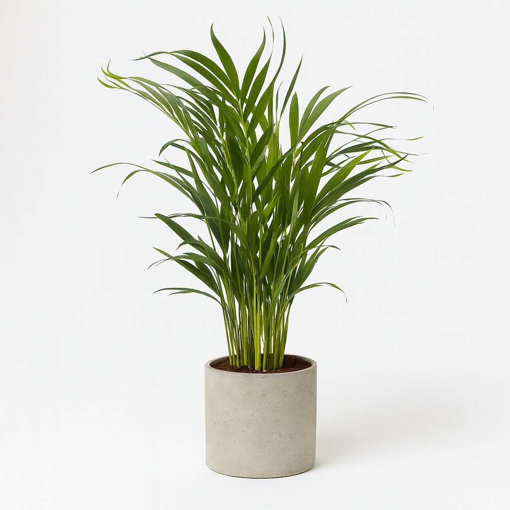 Dypsis Lutescens - 65cm in einem modernen Studio mit modernem Topf