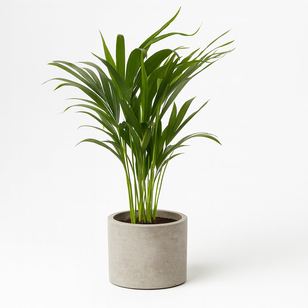 Dypsis Lutescens - 65cm
