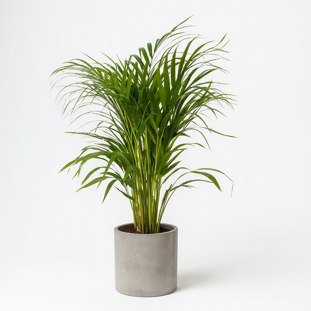 Dypsis Lutescens (Areca-Palme) - 100cm