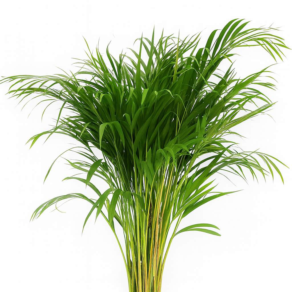 Dypsis Lutescens - 110cm