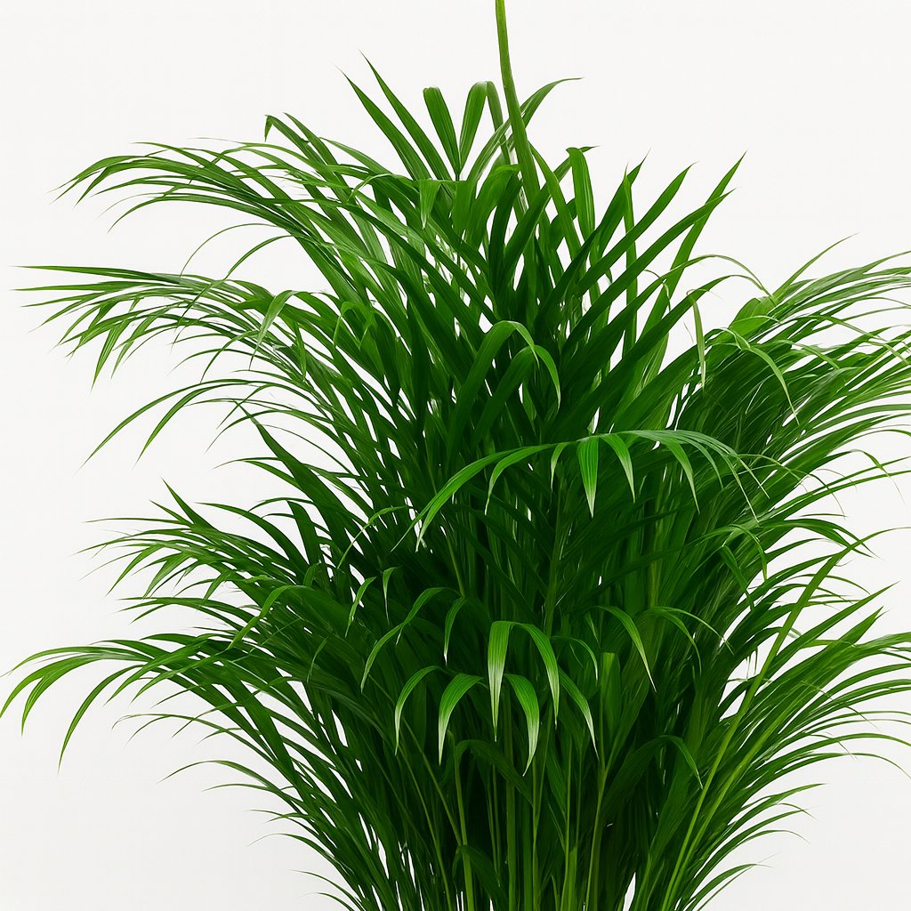 Dypsis Lutescens - 125cm