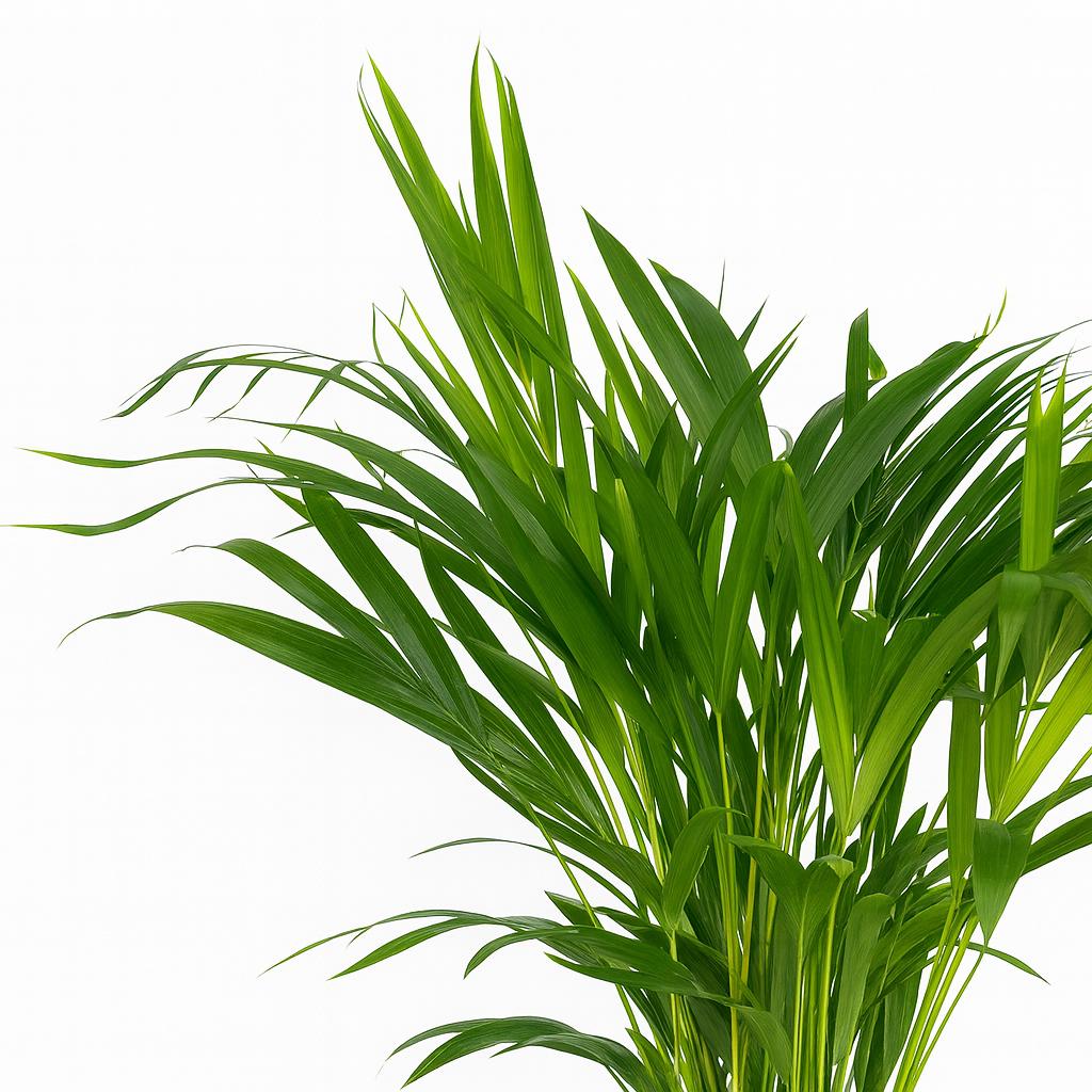 Dypsis Lutescens - 60cm