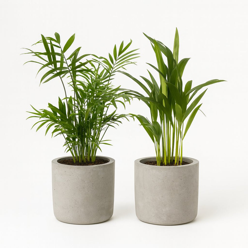 Dypsis lutescens und Chamadorea Duo (2 Stück) - 40cm in einem modernen Studio mit modernem Topf