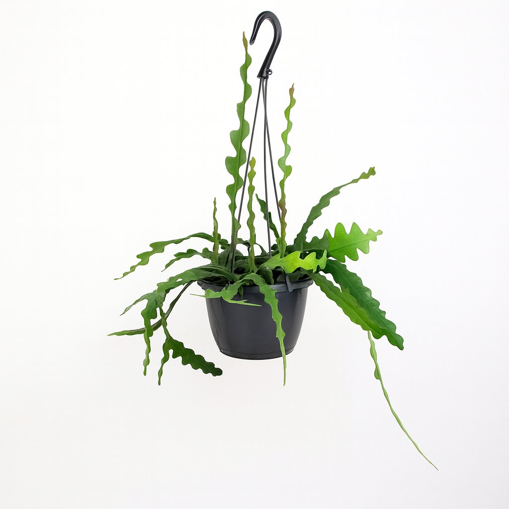 Epiphyllum Anguliger - 35cm in einem modernen Studio mit modernem Topf