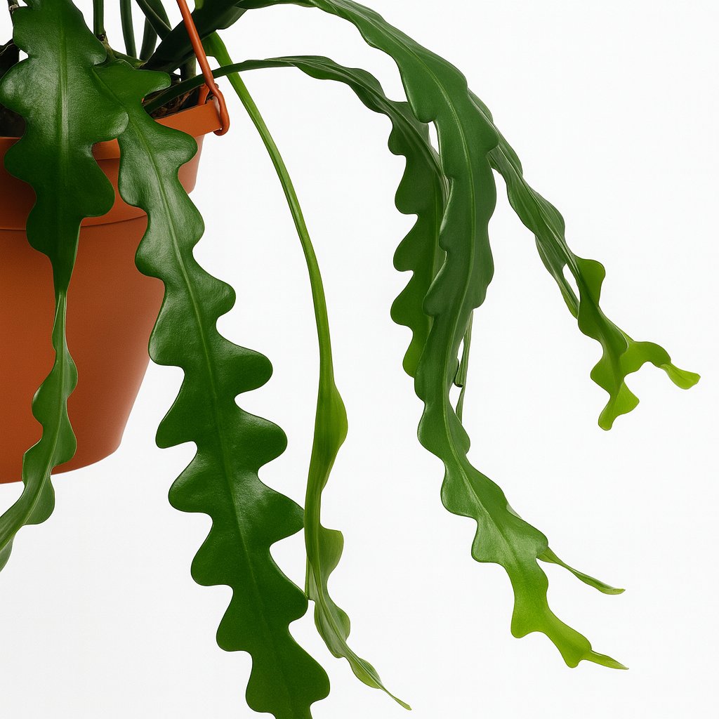 Epiphyllum Anguliger - 35cm