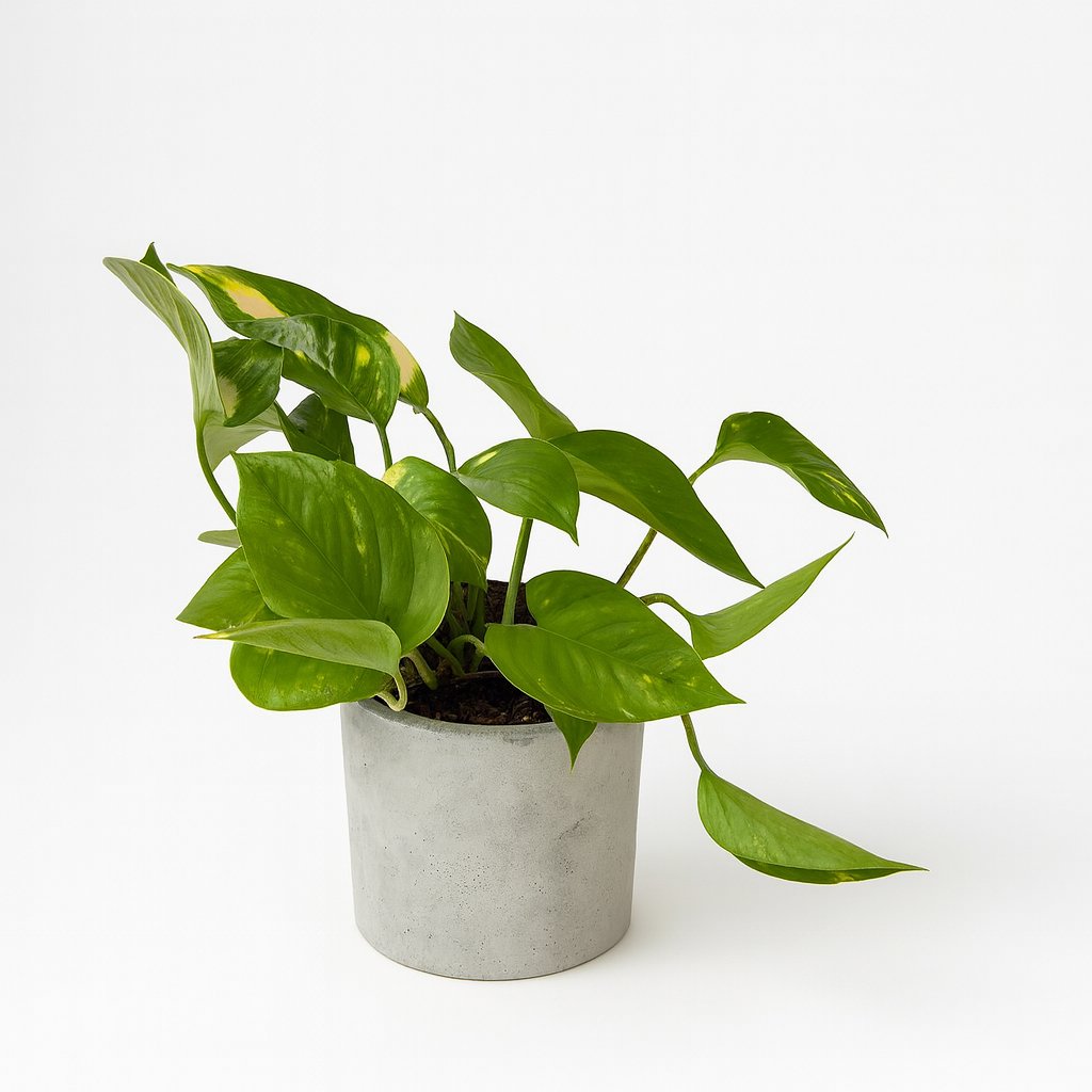 Epipremnum Aureum - 25cm in einem modernen Studio mit modernem Topf
