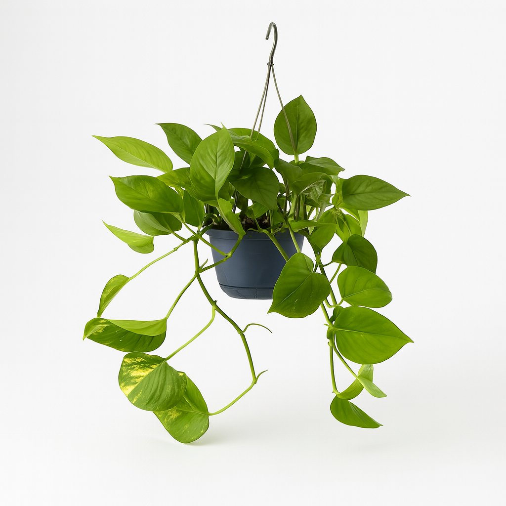 Epipremnum Aureum - 25cm in einem modernen Studio mit modernem Topf