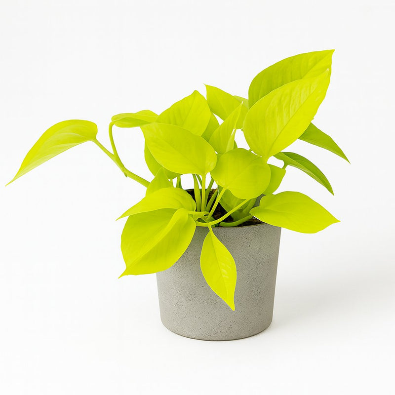 Epipremnum Golden Pothos Detail