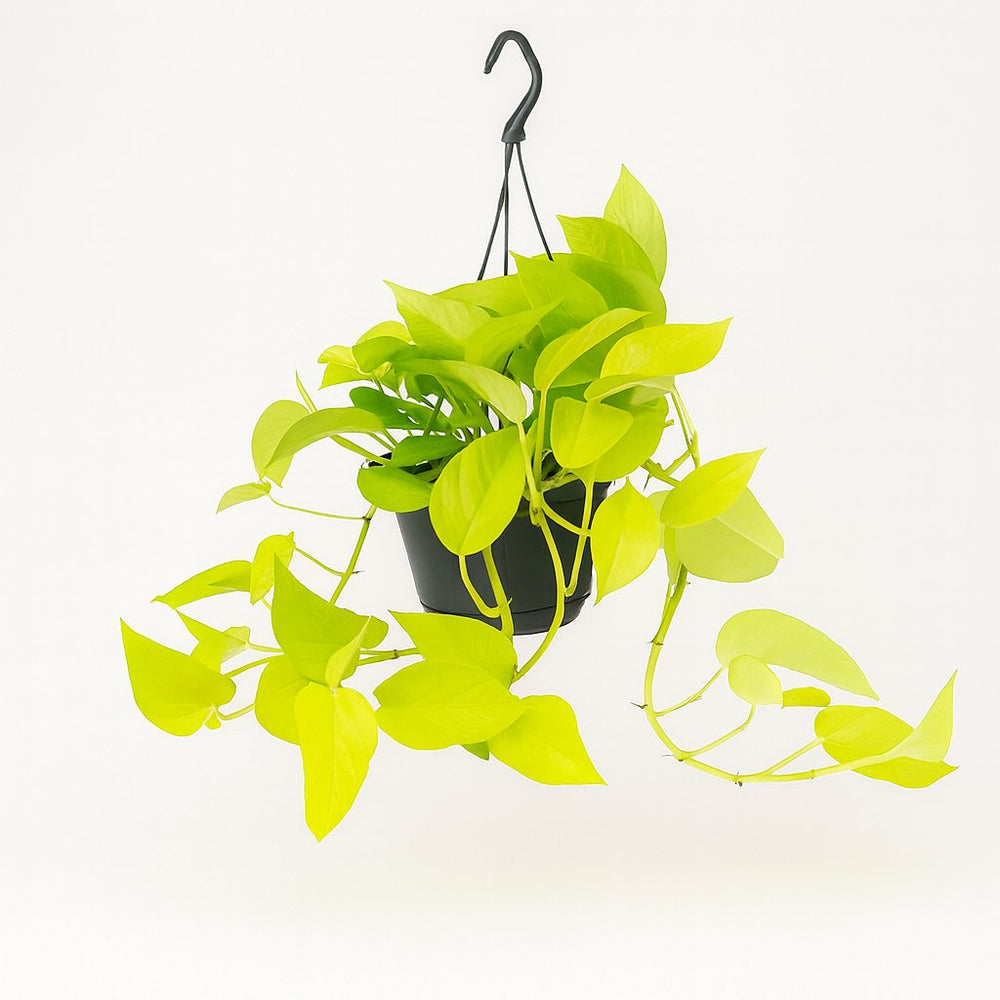 Epipremnum Golden Pothos - 25cm im Ø15cm Topf in einem modernen Studio