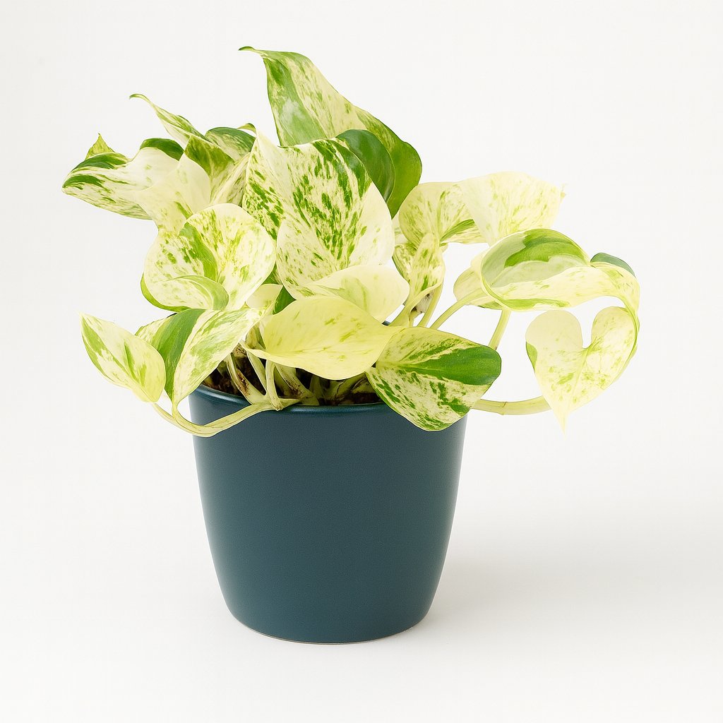 Epipremnum Happy Leaf - 15cm in einem modernen Studio mit modernem Topf