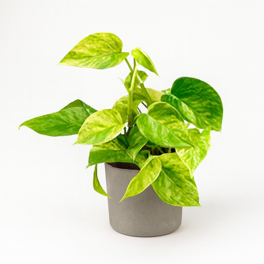 Epipremnum Marble Queen - 25cm in einem modernen Studio mit modernem Topf