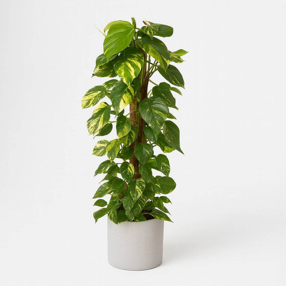 Epipremnum Pinnatum - 120cm im Ø24cm Topf in einem modernen Studio