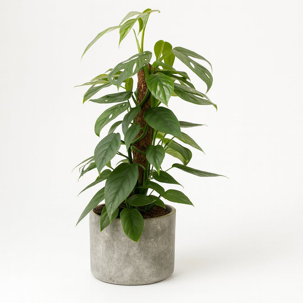 Epipremnum Pinnatum Cebu Blue - 60cm im Ø17cm Topf in einem modernen Studio