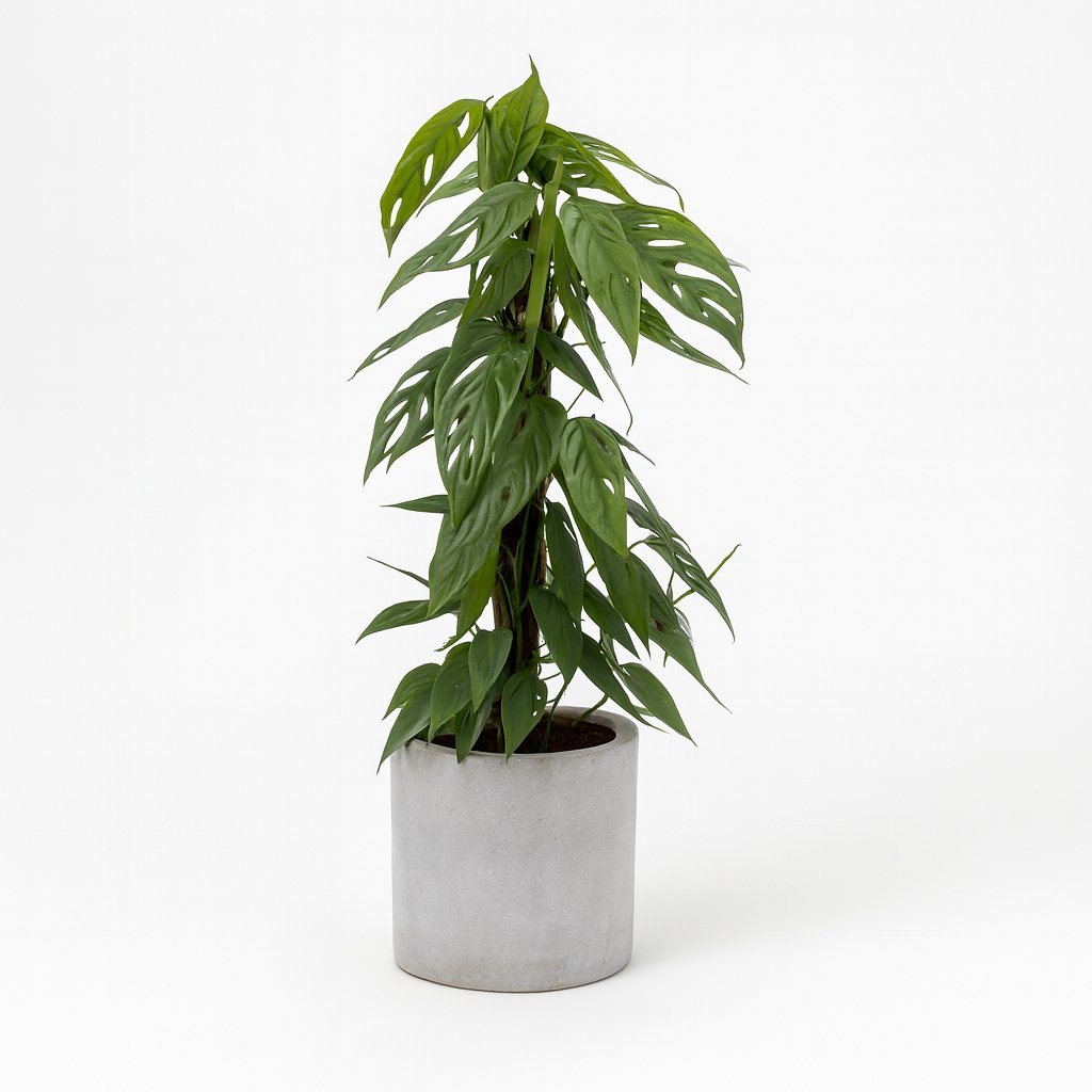 Epipremnum Pinnatum Cebu Blue - 65cm in einem modernen Studio mit modernem Topf