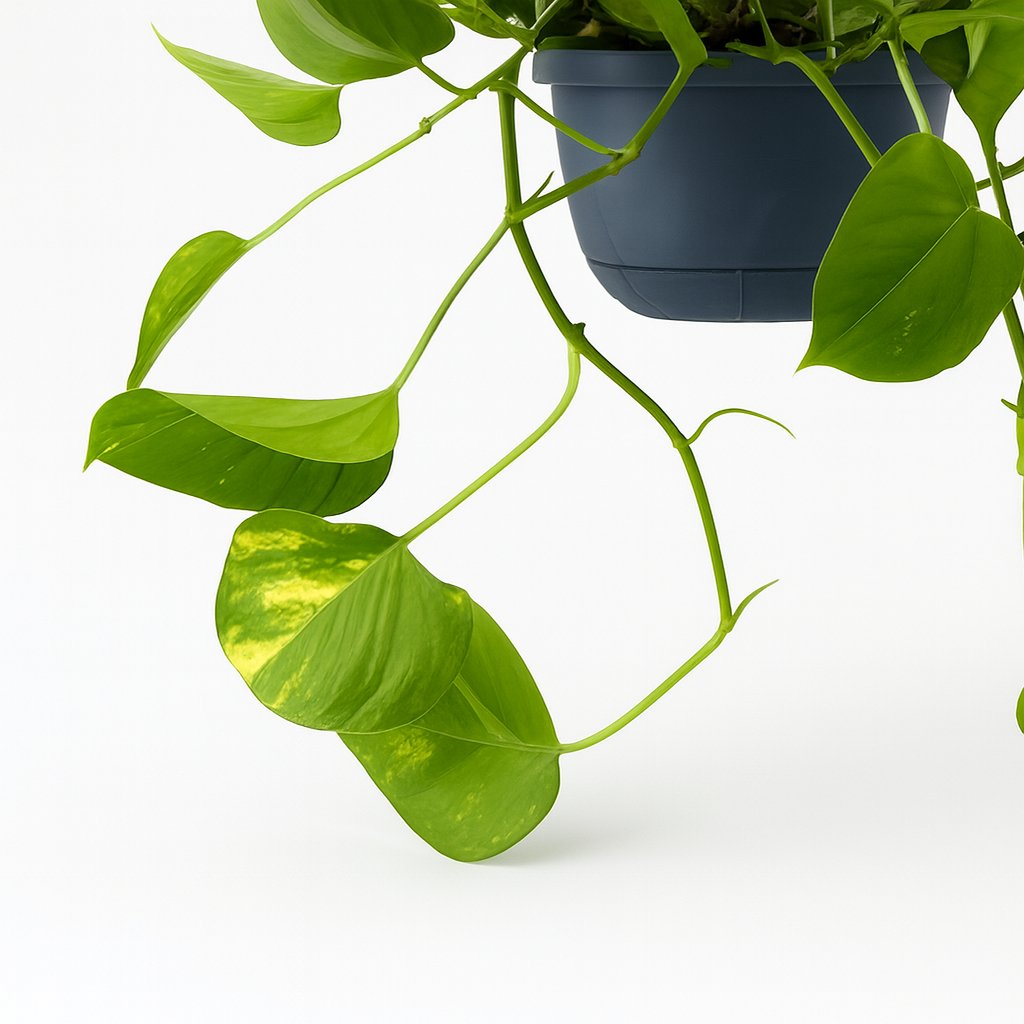 Epipremnum Aureum - 25cm