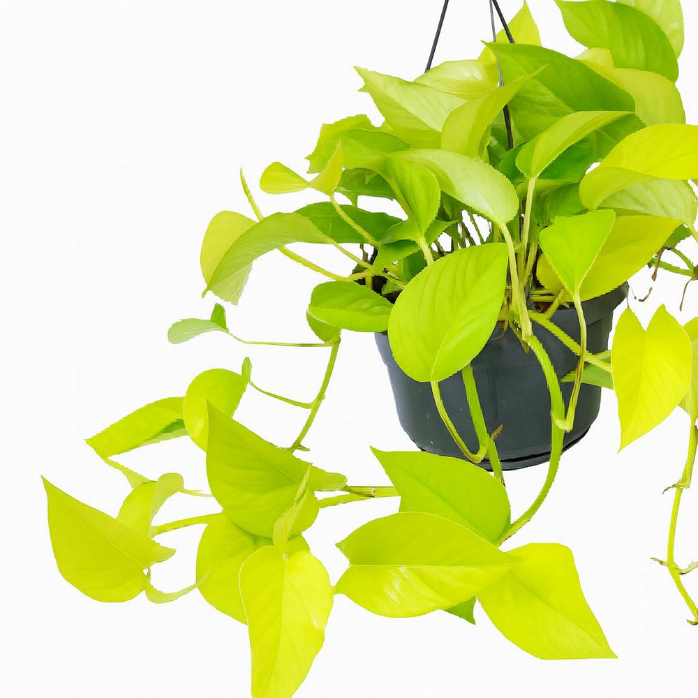 Epipremnum Golden Pothos - 25cm, Nahaufnahme der goldgelb gemusterten Blätter