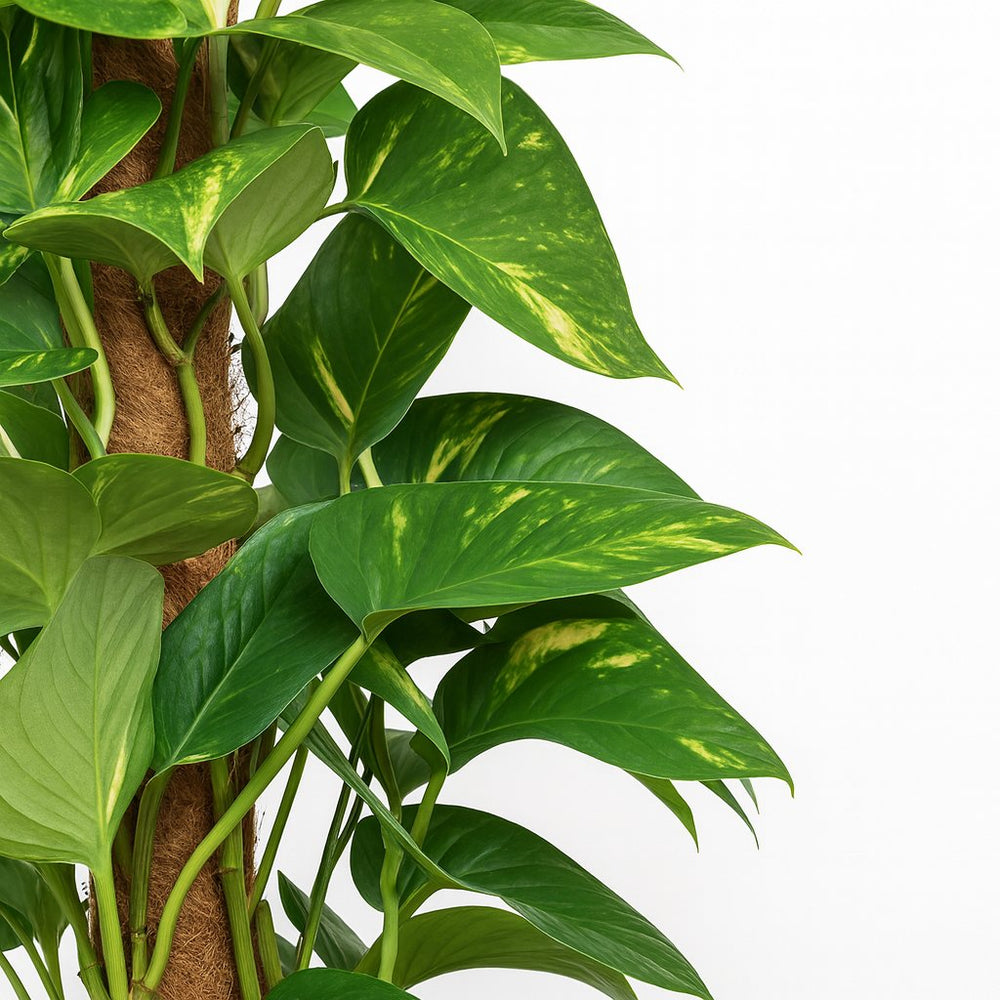 Epipremnum Pinnatum - 60cm, Nahaufnahme der herzförmigen grünen Blätter