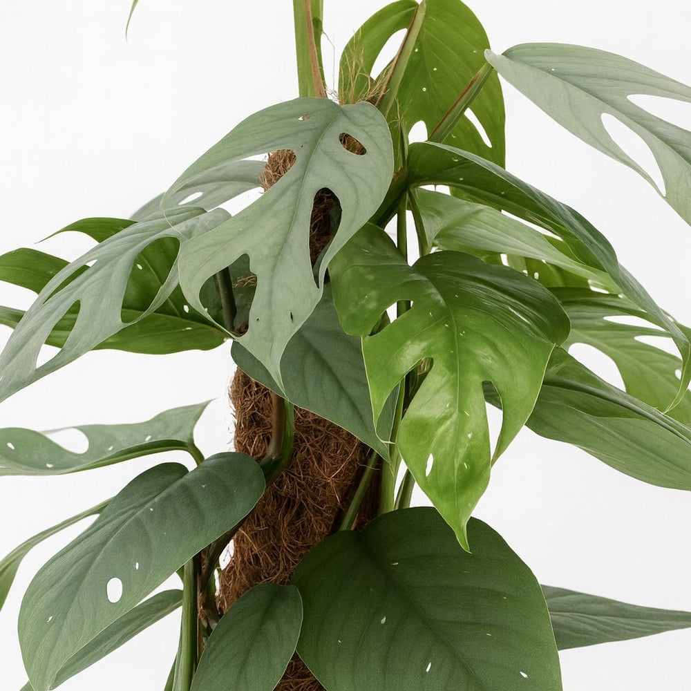 Epipremnum Pinnatum Cebu Blue - 60cm, Nahaufnahme der bläulich-grünen gefiederten Blätter