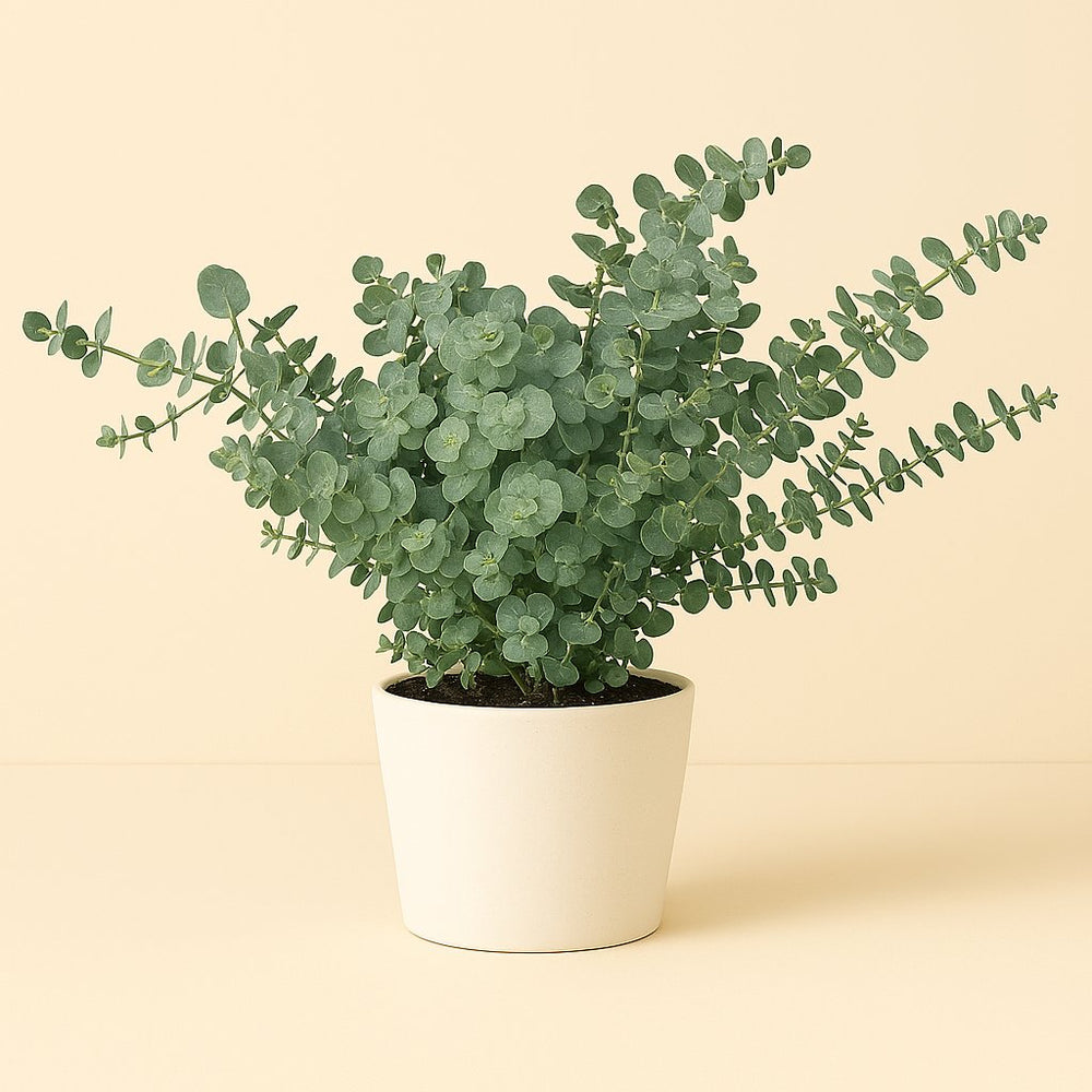 Eucalyptus 45cm im 17cm Topf