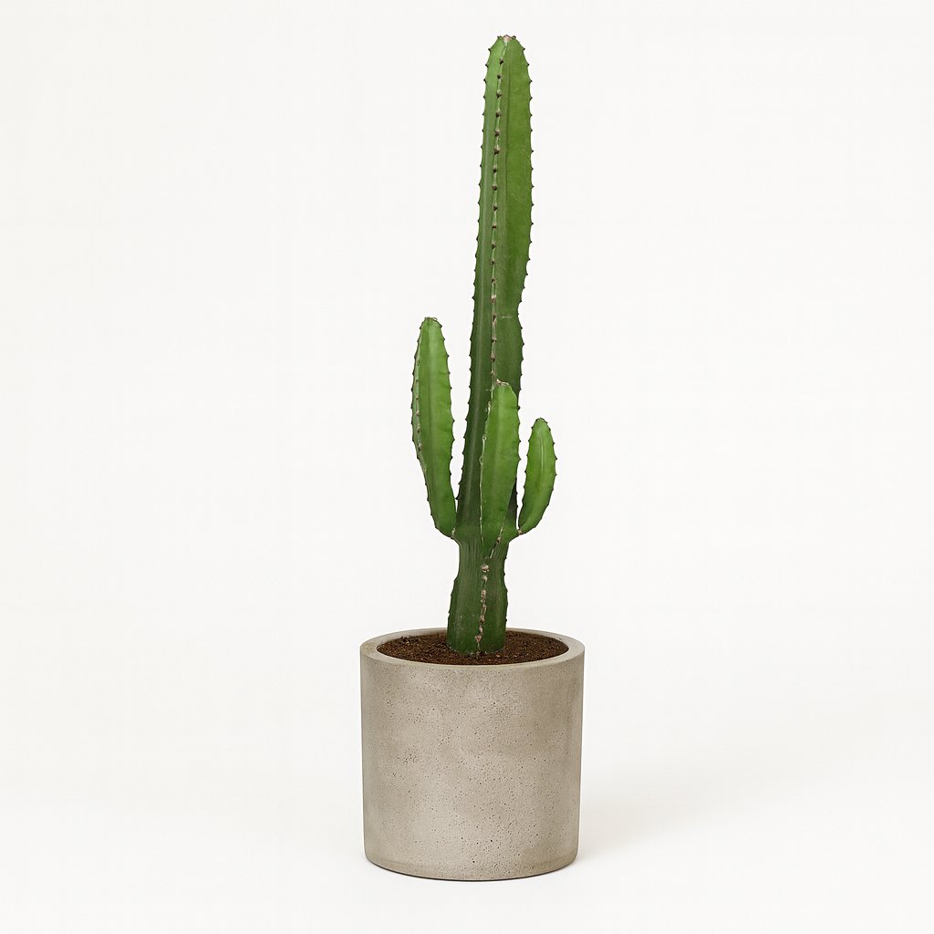 Euphorbia Acrurensis - 50cm in einem modernen Studio mit modernem Topf