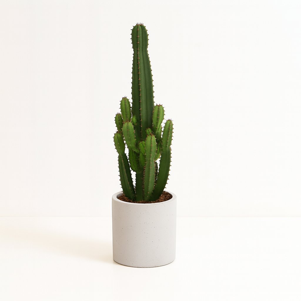 Euphorbia Acrurensis - 60cm in einem modernen Studio mit modernem Topf