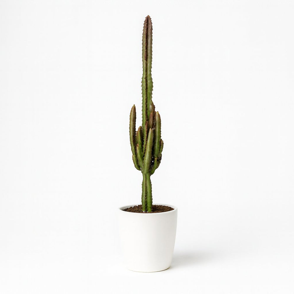Euphorbia Trigona Rubra 70cm im 17cm Topf