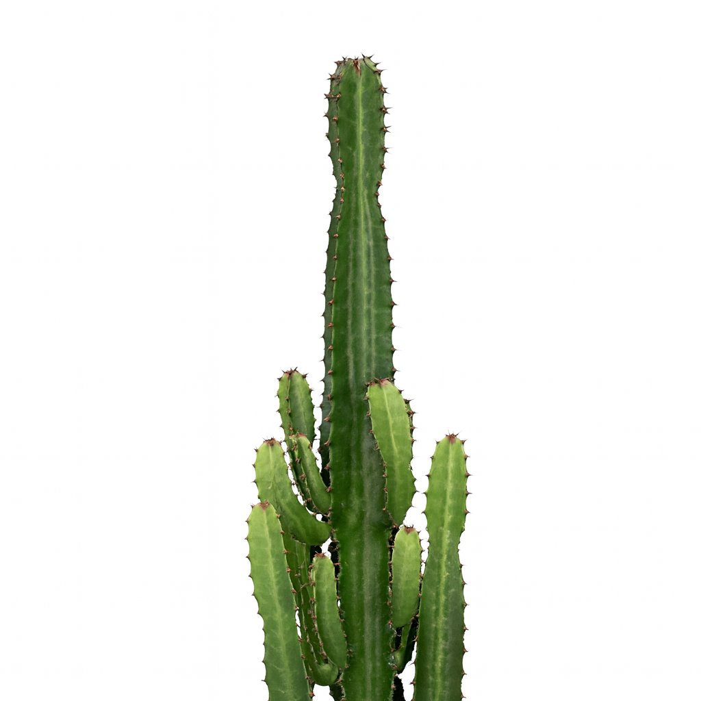 Euphorbia Acrurensis - 60cm