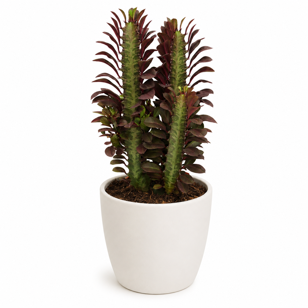 Euphorbia Trigona Rubra 40cm im 12cm Topf