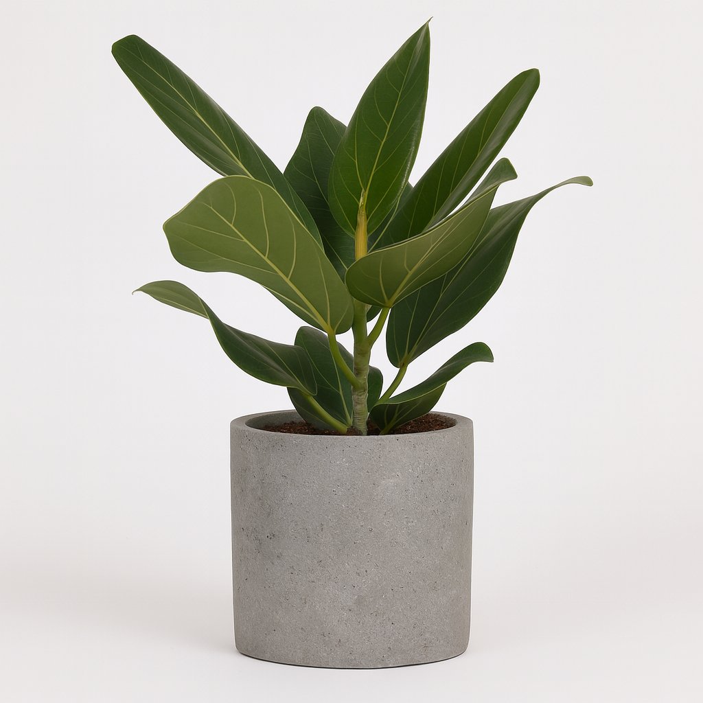 Ficus Bengalensis - 25cm