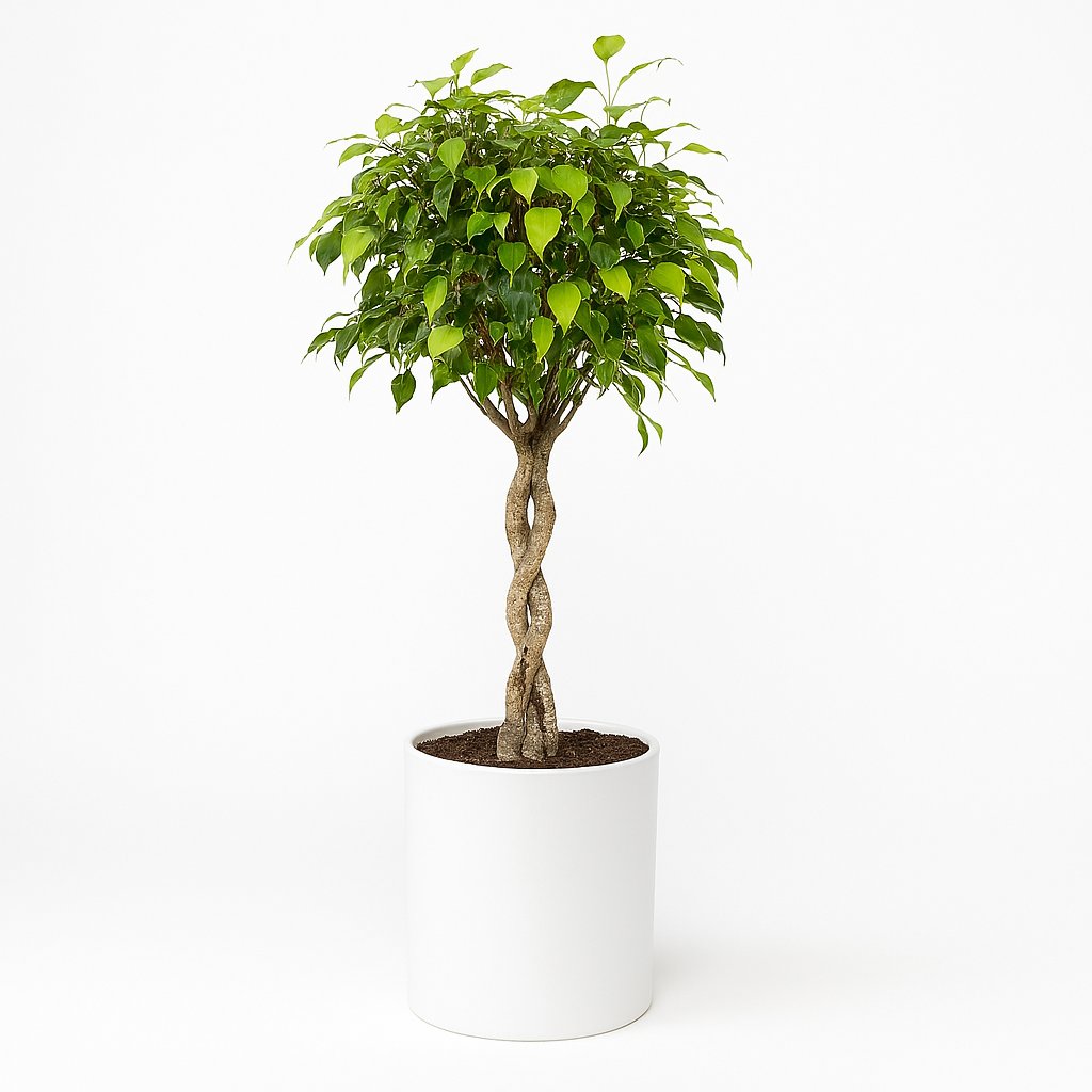 Ficus Benjamina Exotica - 120cm in einem modernen Studio mit modernem Topf
