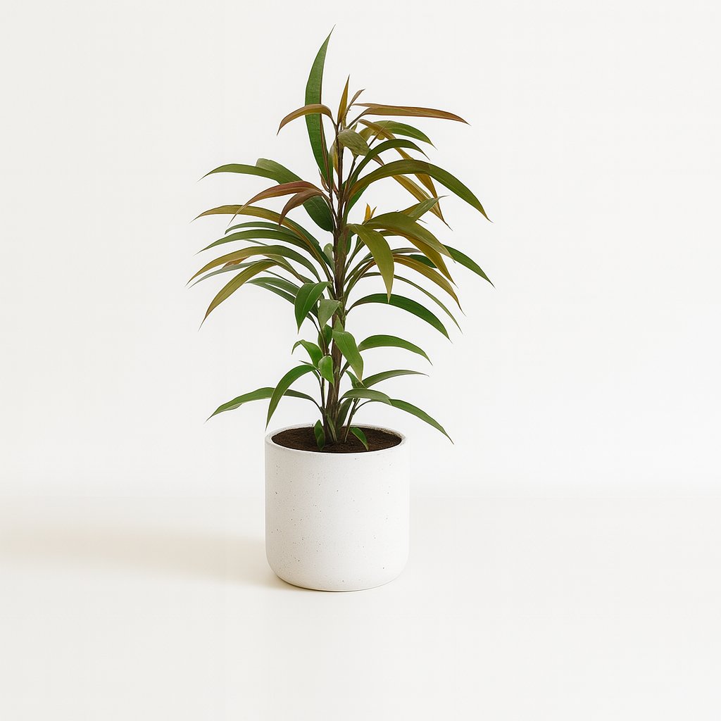 Ficus Binnendijkii Amstel King - 70cm in einem modernen Studio mit modernem Topf