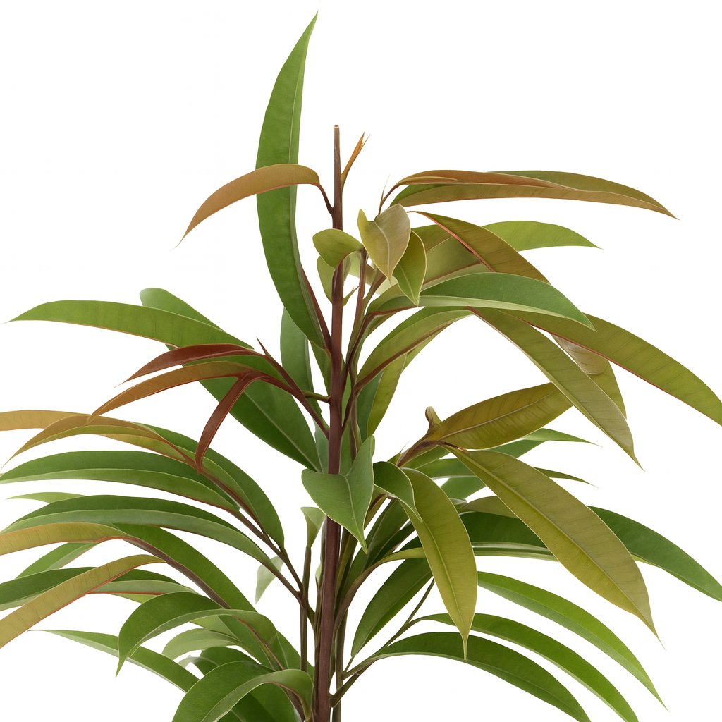 Ficus Binnendijkii Amstel King - 70cm