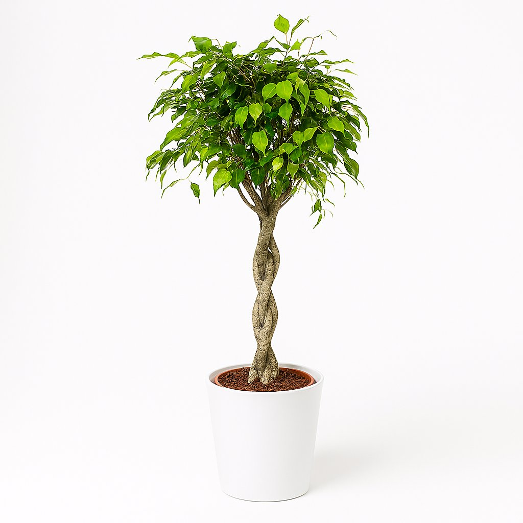 Ficus Exotica - 120cm in einem modernen Studio mit modernem Topf