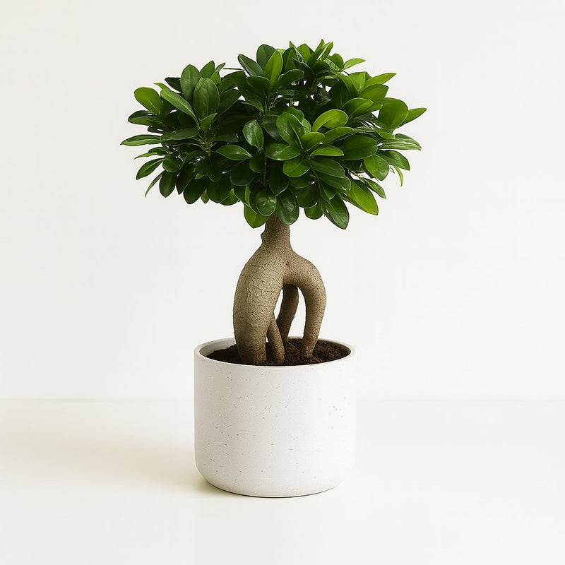 Ficus Ginseng Detail
