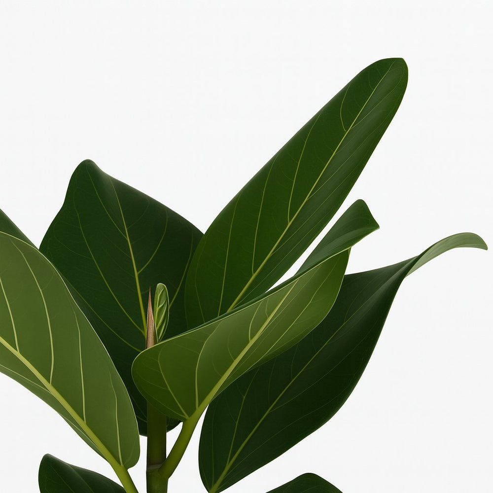 Ficus Benghalensis 25cm im 12cm Topf Nahaufnahme
