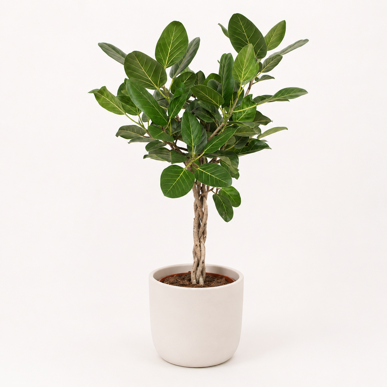 Ficus Benghalensis 120cm – Ø27cm