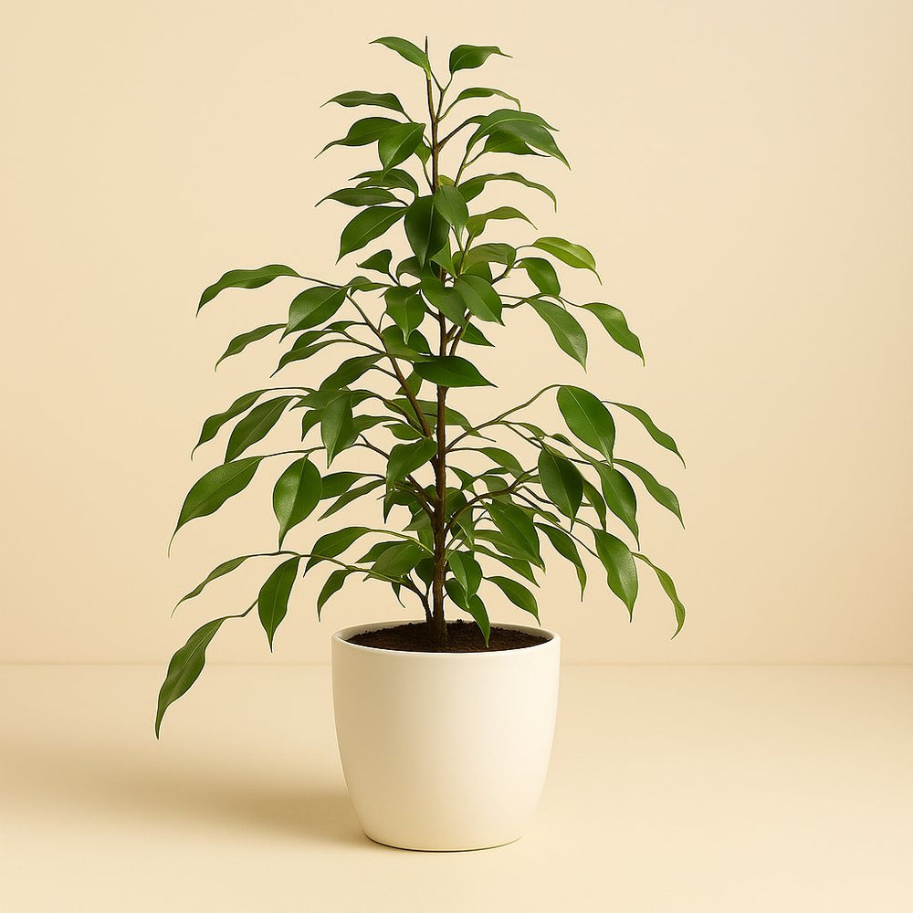 Ficus Benjamina Danita 70cm im 17cm Topf