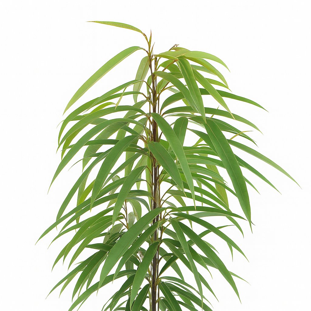 Ficus Binnendijkii Alii - 80cm