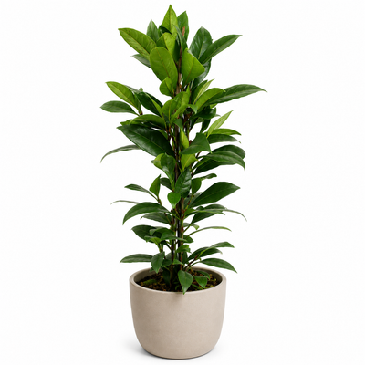 Ficus Cyathistipula