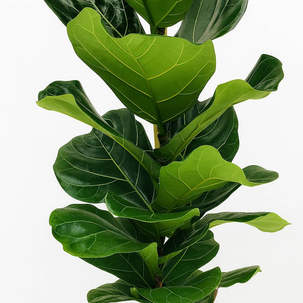 Ficus Lyrata - 100cm