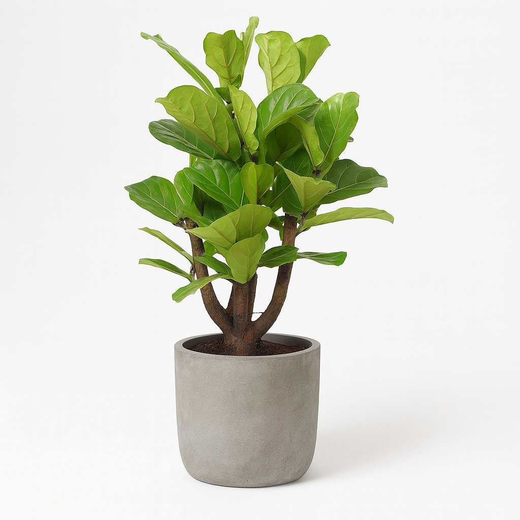 Ficus Lyrata verzweigt - 120cm in einem Topf in Betonoptik