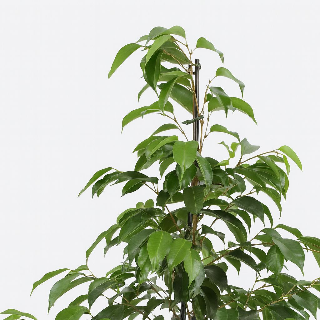 Ficus benjamina Danielle - 95cm