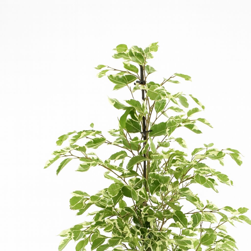 Ficus benjamina Twilight - 95cm