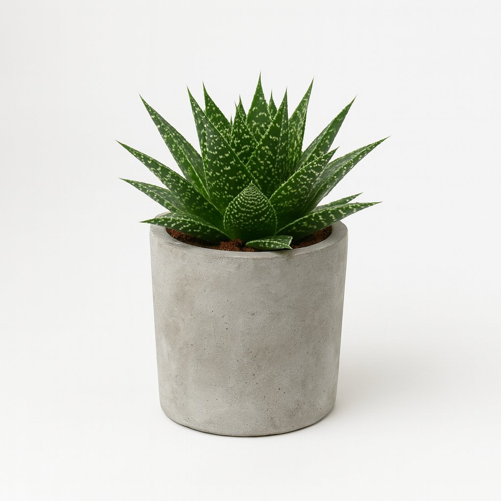 Gasteria Hybride Aurora - 15cm in einem modernen Studio mit modernem Topf