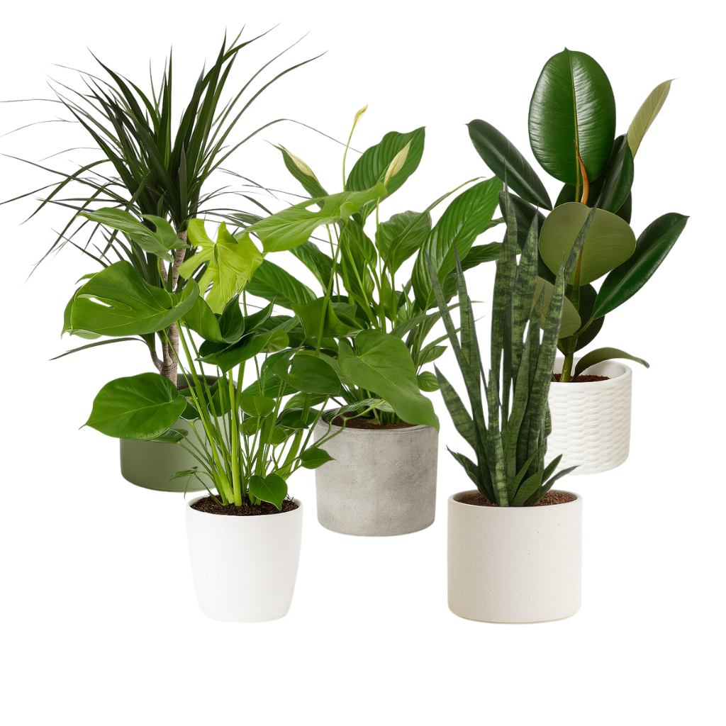 Große pflegeleichte Zimmerpflanzen (m)