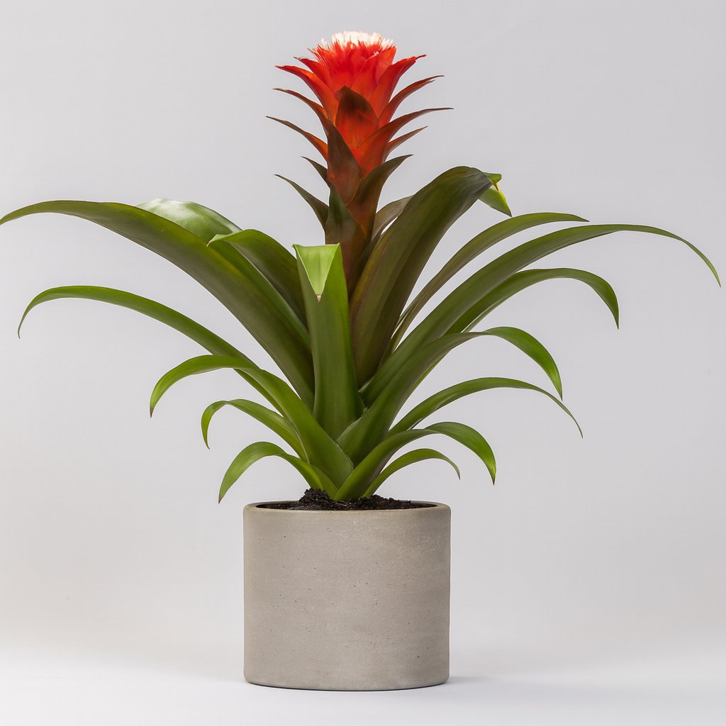 Guzmania Hope - 40cm in einem modernen Studio mit modernem Topf