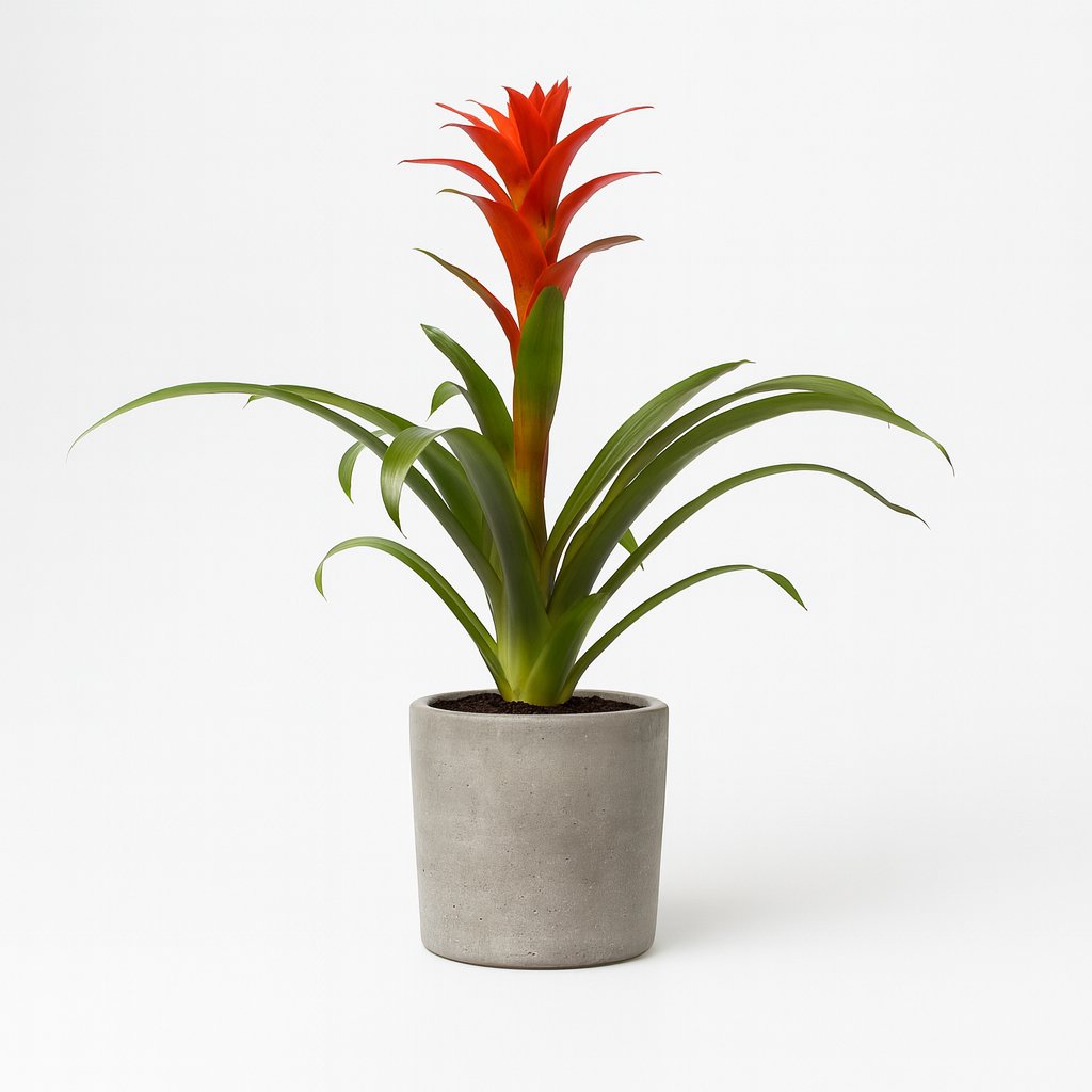 Guzmania Ostara - 45cm in einem modernen Studio mit modernem Topf